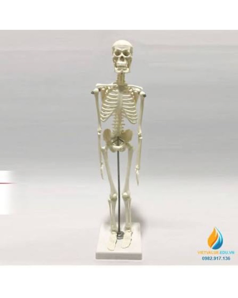 Mô hình bộ xương người 45cm